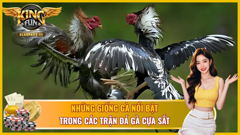 Tìm hiểu các giống chiến kê hàng đầu trong đấu trường gà chọi